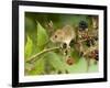 Harvest Mouse on Bramble Amongst Blackberries, UK-Andy Sands-Framed Photographic Print