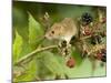 Harvest Mouse on Bramble Amongst Blackberries, UK-Andy Sands-Mounted Photographic Print