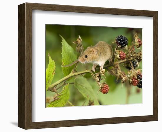 Harvest Mouse on Bramble Amongst Blackberries, UK-Andy Sands-Framed Photographic Print