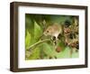 Harvest Mouse on Bramble Amongst Blackberries, UK-Andy Sands-Framed Photographic Print