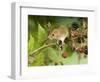 Harvest Mouse on Bramble Amongst Blackberries, UK-Andy Sands-Framed Photographic Print