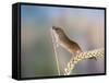 Harvest Mouse on Corn Head-null-Framed Stretched Canvas