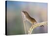 Harvest Mouse on Corn Head-null-Stretched Canvas