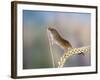 Harvest Mouse on Corn Head-null-Framed Photographic Print