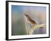 Harvest Mouse on Corn Head-null-Framed Photographic Print