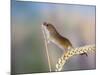 Harvest Mouse on Corn Head-null-Mounted Photographic Print