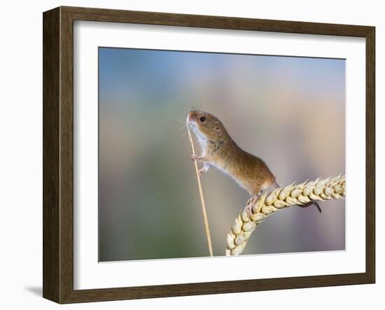 Harvest Mouse on Corn Head-null-Framed Photographic Print