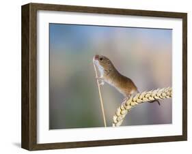 Harvest Mouse on Corn Head-null-Framed Photographic Print