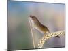 Harvest Mouse on Corn Head-null-Mounted Photographic Print