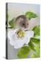 Harvest Mouse on Dog Rose-null-Stretched Canvas
