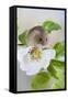 Harvest Mouse on Dog Rose-null-Framed Stretched Canvas