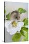 Harvest Mouse on Dog Rose-null-Stretched Canvas