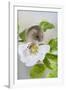 Harvest Mouse on Dog Rose-null-Framed Photographic Print