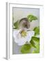 Harvest Mouse on Dog Rose-null-Framed Photographic Print