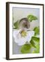 Harvest Mouse on Dog Rose-null-Framed Photographic Print