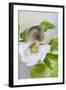 Harvest Mouse on Dog Rose-null-Framed Photographic Print