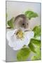 Harvest Mouse on Dog Rose-null-Mounted Photographic Print