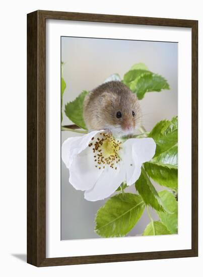 Harvest Mouse on Dog Rose-null-Framed Photographic Print