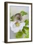 Harvest Mouse on Dog Rose-null-Framed Photographic Print