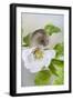 Harvest Mouse on Dog Rose-null-Framed Photographic Print