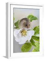 Harvest Mouse on Dog Rose-null-Framed Photographic Print