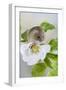 Harvest Mouse on Dog Rose-null-Framed Photographic Print