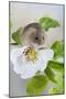 Harvest Mouse on Dog Rose-null-Mounted Photographic Print