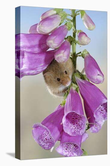 Harvest Mouse on Foxglove-null-Stretched Canvas