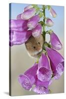 Harvest Mouse on Foxglove-null-Stretched Canvas