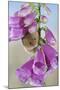 Harvest Mouse on Foxglove-null-Mounted Photographic Print