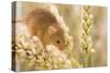 Harvest Mouse on Wheat-null-Stretched Canvas