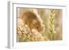 Harvest Mouse on Wheat-null-Framed Photographic Print