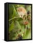 Harvest Mouse Perching on Bramble with Blackberries, UK-Andy Sands-Framed Stretched Canvas