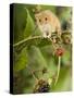 Harvest Mouse Perching on Bramble with Blackberries, UK-Andy Sands-Stretched Canvas