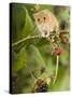 Harvest Mouse Perching on Bramble with Blackberries, UK-Andy Sands-Stretched Canvas
