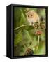 Harvest Mouse Perching on Bramble with Blackberries, UK-Andy Sands-Framed Stretched Canvas