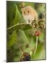 Harvest Mouse Perching on Bramble with Blackberries, UK-Andy Sands-Mounted Photographic Print