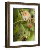 Harvest Mouse Perching on Bramble with Blackberries, UK-Andy Sands-Framed Photographic Print