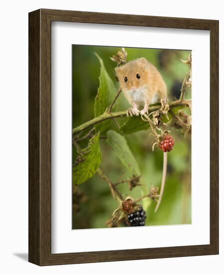 Harvest Mouse Perching on Bramble with Blackberries, UK-Andy Sands-Framed Photographic Print