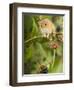 Harvest Mouse Perching on Bramble with Blackberries, UK-Andy Sands-Framed Photographic Print