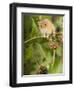 Harvest Mouse Perching on Bramble with Blackberries, UK-Andy Sands-Framed Photographic Print