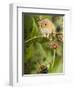 Harvest Mouse Perching on Bramble with Blackberries, UK-Andy Sands-Framed Photographic Print