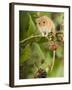 Harvest Mouse Perching on Bramble with Blackberries, UK-Andy Sands-Framed Photographic Print