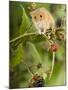 Harvest Mouse Perching on Bramble with Blackberries, UK-Andy Sands-Mounted Photographic Print