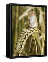 Harvest Mouse Standing Up on Corn, UK-Andy Sands-Framed Stretched Canvas