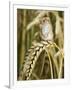 Harvest Mouse Standing Up on Corn, UK-Andy Sands-Framed Premium Photographic Print