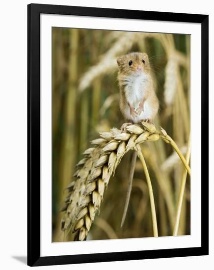 Harvest Mouse Standing Up on Corn, UK-Andy Sands-Framed Premium Photographic Print