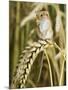 Harvest Mouse Standing Up on Corn, UK-Andy Sands-Mounted Premium Photographic Print