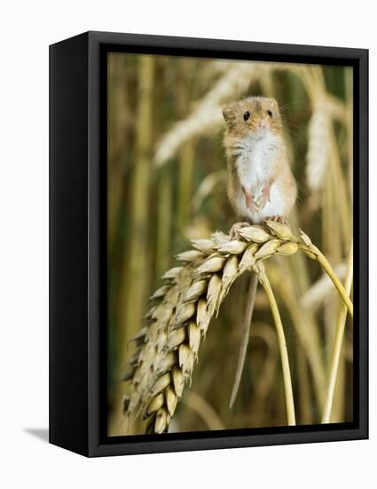 Harvest Mouse Standing Up on Corn, UK-Andy Sands-Framed Stretched Canvas