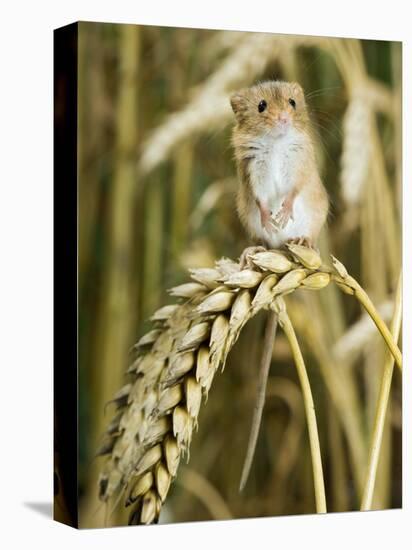 Harvest Mouse Standing Up on Corn, UK-Andy Sands-Stretched Canvas